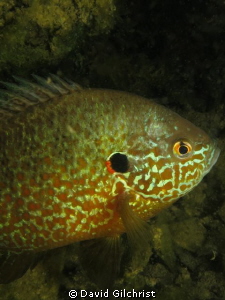 A portrait of a Pumpkinseed Sunfish taken a local quarry.... by David Gilchrist 